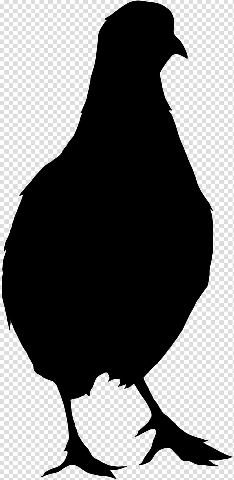 Bird Drawing, Northern Bobwhite, Chicken, Silhouette, Quail, Bobwhites, Flightless Bird, Beak transparent background PNG clipart
