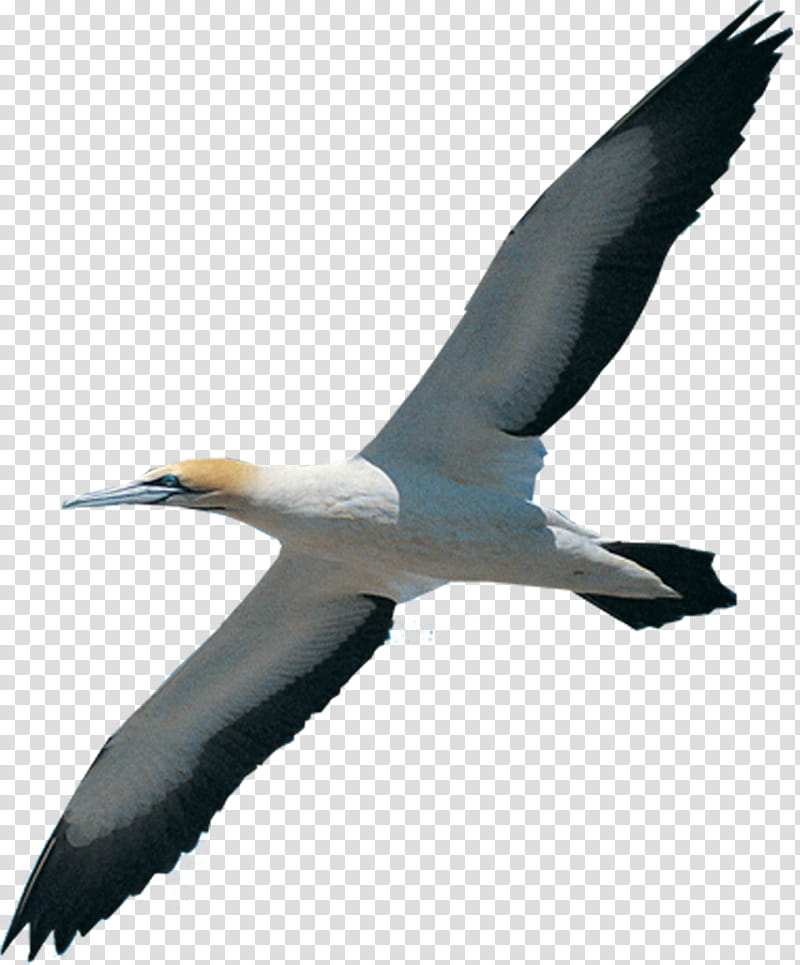 Bird Wing, Bird Migration, Beak, Northern Gannet, White Stork, Albatross, Gannets, Brown Booby transparent background PNG clipart