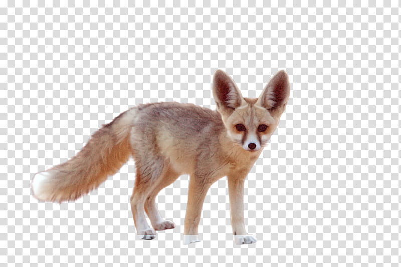 fox jackal fennec fox red fox swift fox, Wildlife transparent background PNG clipart