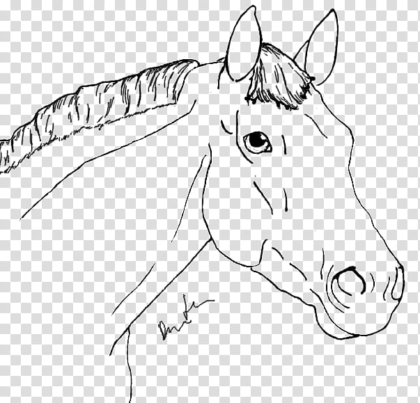 Free LineArt Horse Portrait, horse sketch transparent background PNG clipart