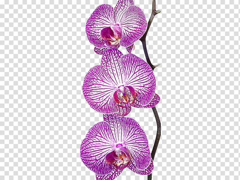 , selective focus graphy of pink moth orchid transparent background PNG clipart