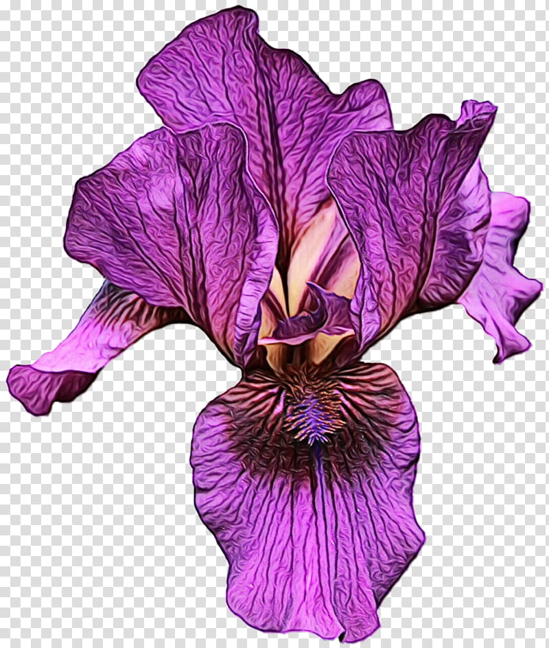 Flowers, Purple, Violet, Petal, Plant, Iris, Iris Family, Magenta transparent background PNG clipart