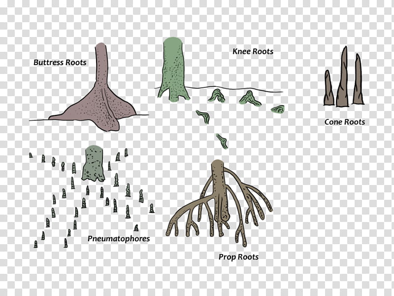 Tree Root, Mangrove, Root System, Drawing, Buttress Root, Aerial Root, Energy, Diagram transparent background PNG clipart