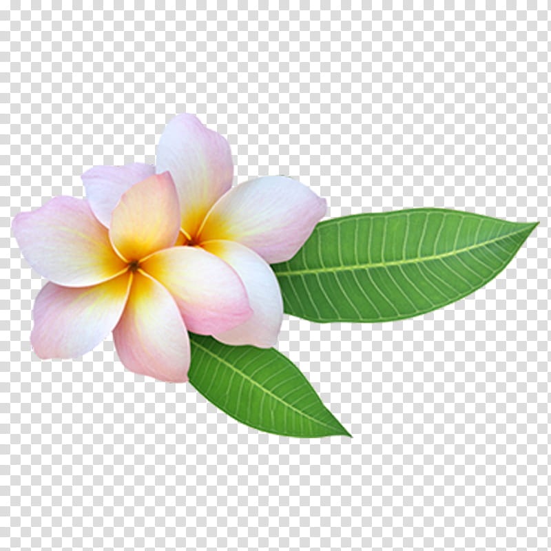 Pink Flower, Red Frangipani, Petal, Plant, Leaf transparent background PNG clipart