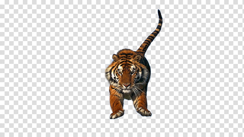 Flying tiger Cut out transparent background PNG clipart
