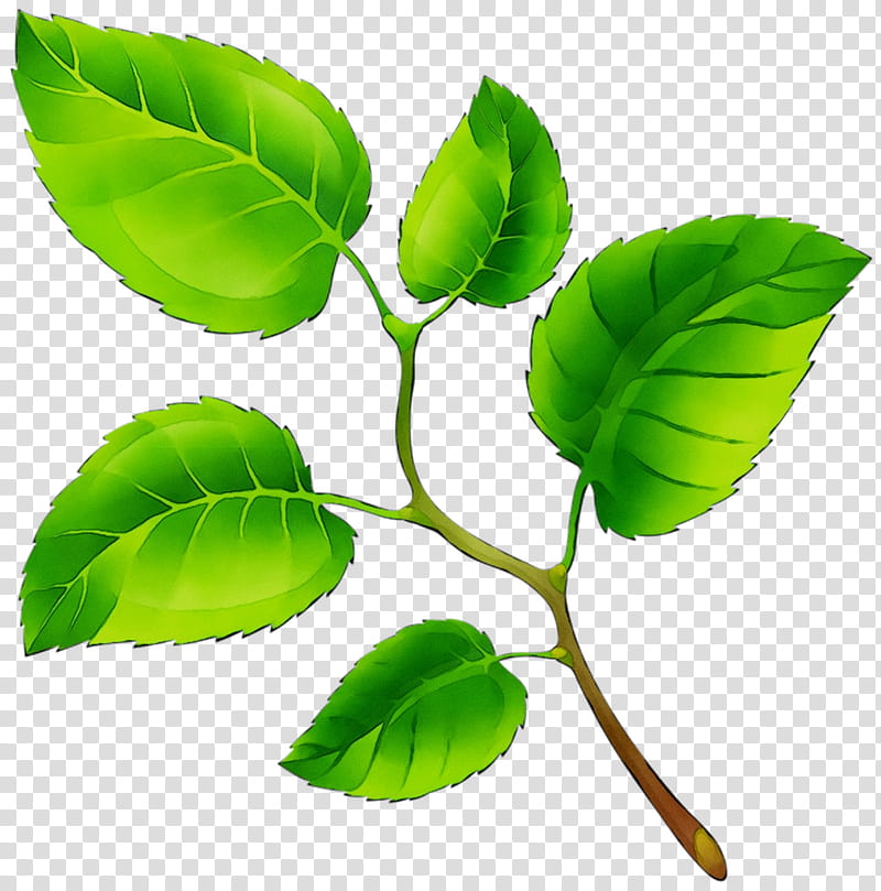Green Leaf, Plant Stem, Branching, Plants, Flower, Tree, Woody Plant, Siberian Elm transparent background PNG clipart