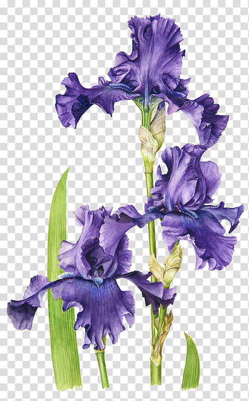 , purple Iris flowers transparent background PNG clipart