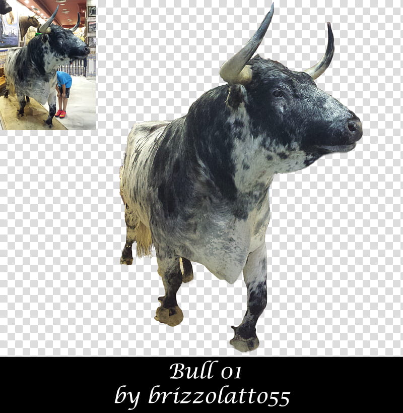 Bull , black and white bull with text overlay transparent background PNG clipart
