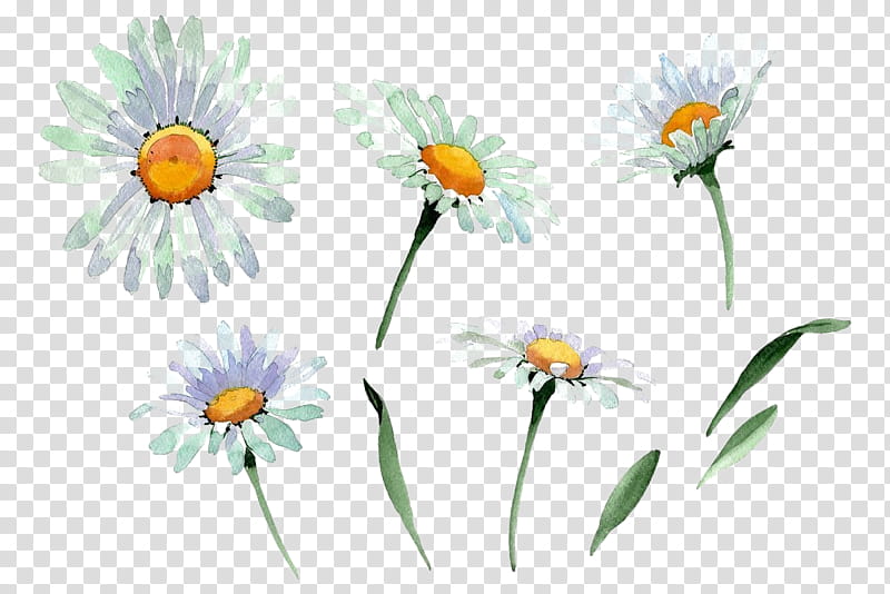 Daisy, Oxeye Daisy, Flower, Mayweed, Camomile, Chamomile, Plant, Wildflower transparent background PNG clipart