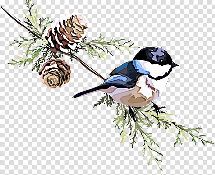bird songbird chickadee perching bird plant, Jay, Magpie, Branch, Black Capped Chickadee, Black Billed Magpie, Tree, Blue Jay transparent background PNG clipart