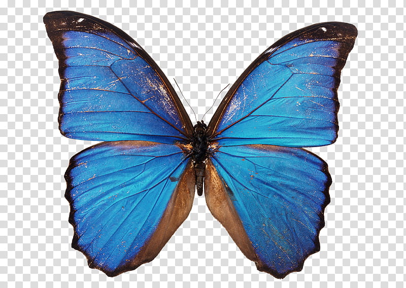 Insect, blue morpho butterlfy transparent background PNG clipart