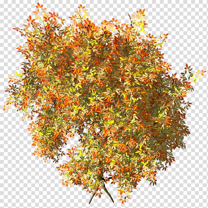 Megusurinoki Acer Maxi TIF, yellow-and-red leafed shrubberies transparent background PNG clipart
