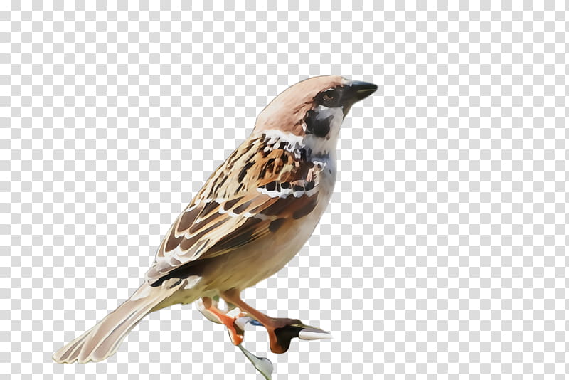bird sparrow house sparrow beak finch, Watercolor, Paint, Wet Ink, Brambling, Songbird, Perching Bird, Emberizidae transparent background PNG clipart