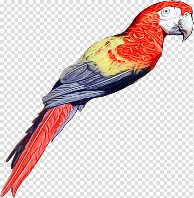 Bird Parrot, Macaw, Parakeet, Loriini, Feather, Beak, Pet, Lorikeet transparent background PNG clipart