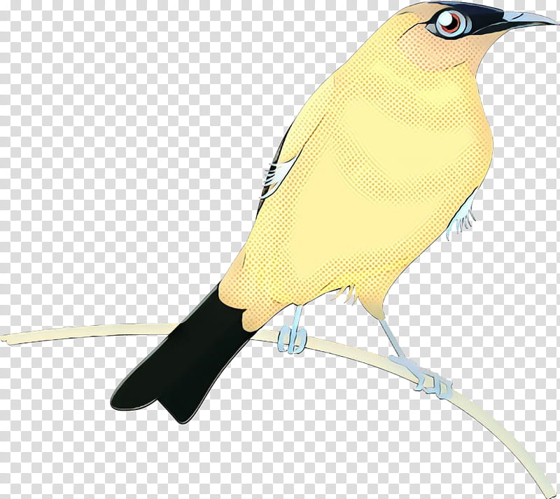 Golden, Beak, Yellow, Feather, Bird, Finch, Songbird, Perching Bird transparent background PNG clipart