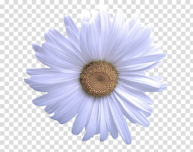 Daisy, White, Gerbera, Flower, Petal, Chamomile, Camomile, Mayweed transparent background PNG clipart