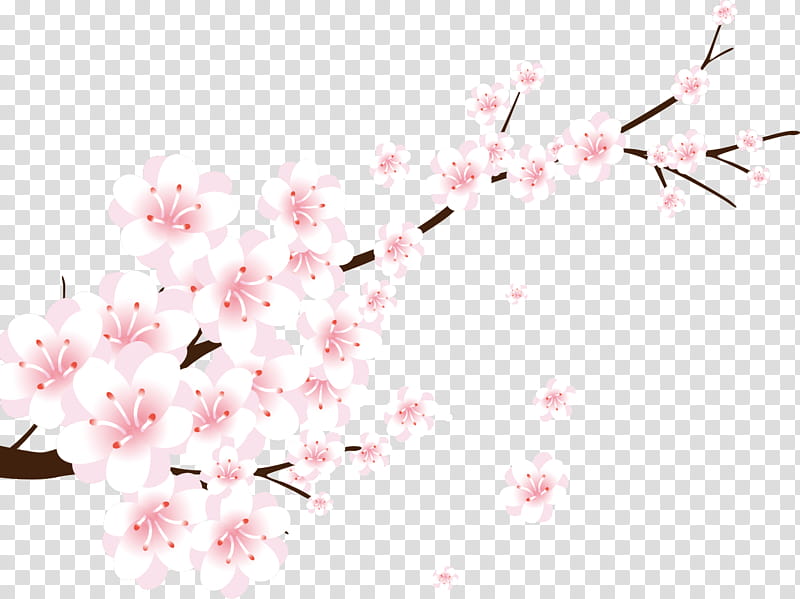 Flower Line Art, Peach, Pink, Cherry Blossom, Branch, Plant, Spring
, Twig transparent background PNG clipart