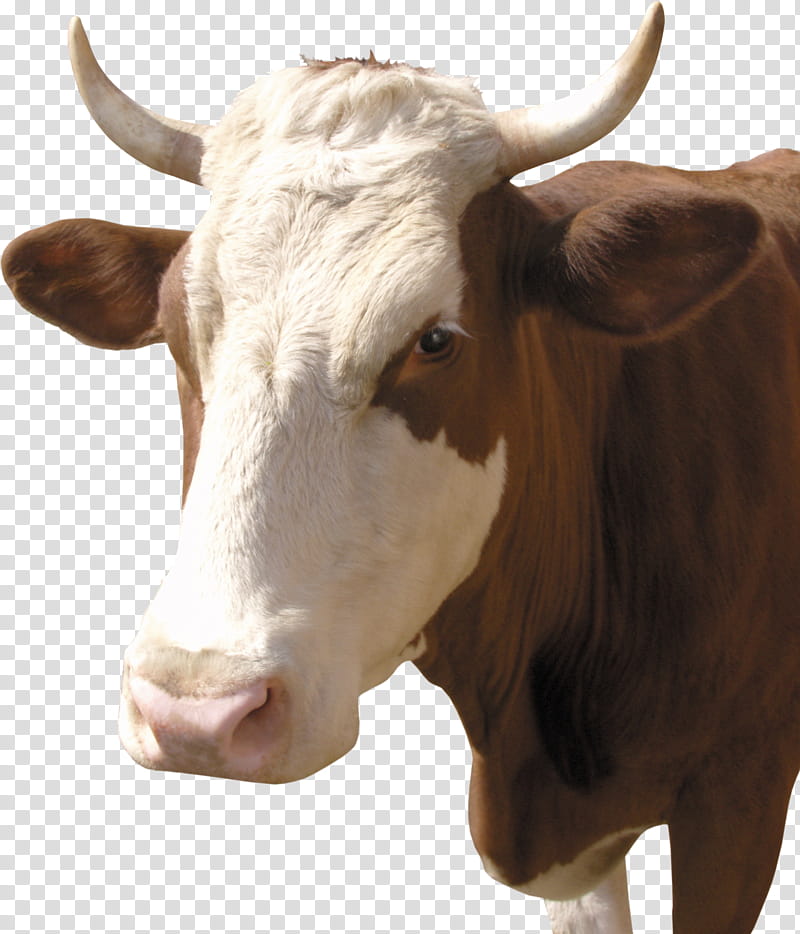 Cartoon Sheep, Calf, Taurine Cattle, Live, Dairy Cattle, Jersey Cattle, Holstein Friesian Cattle, Farm transparent background PNG clipart