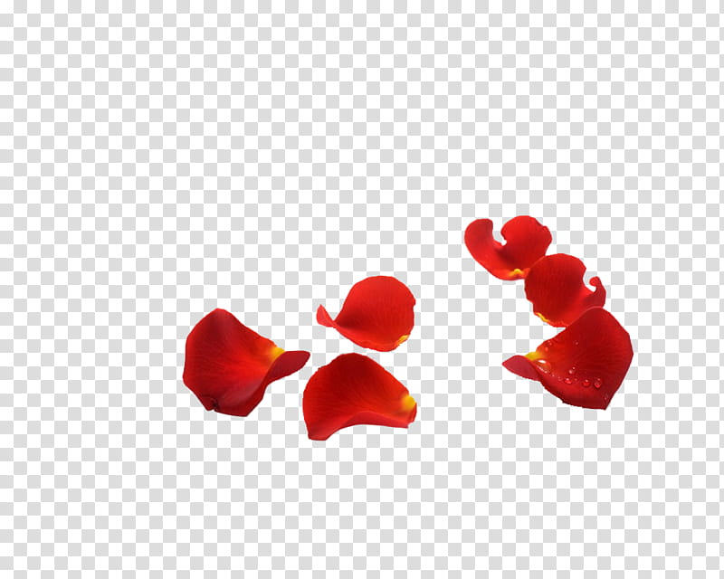 Petalos, red petals transparent background PNG clipart