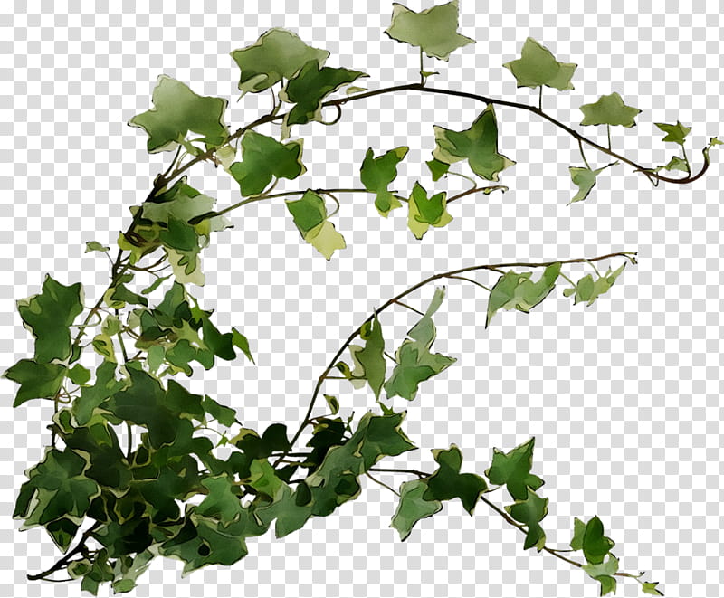 Family Tree, Grape, Plane Trees, Plant Stem, Leaf, Twig, Heart, Wisdom transparent background PNG clipart