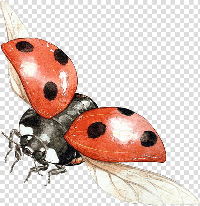 RECURSOS , flying black and red ladybug bug transparent background PNG clipart