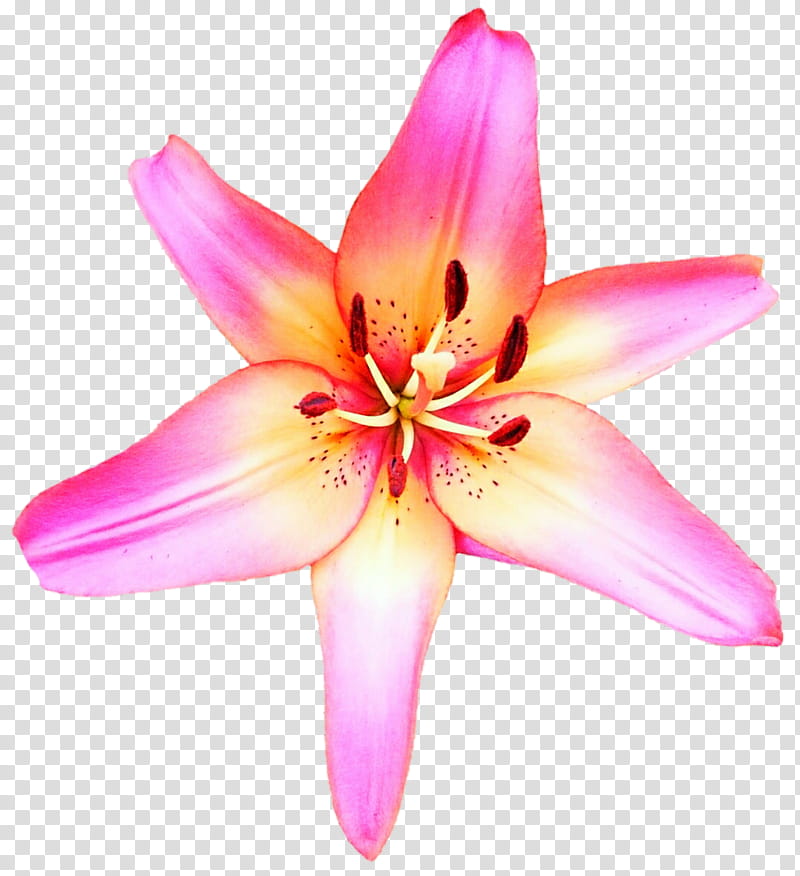 Taffy Colored Lily transparent background PNG clipart