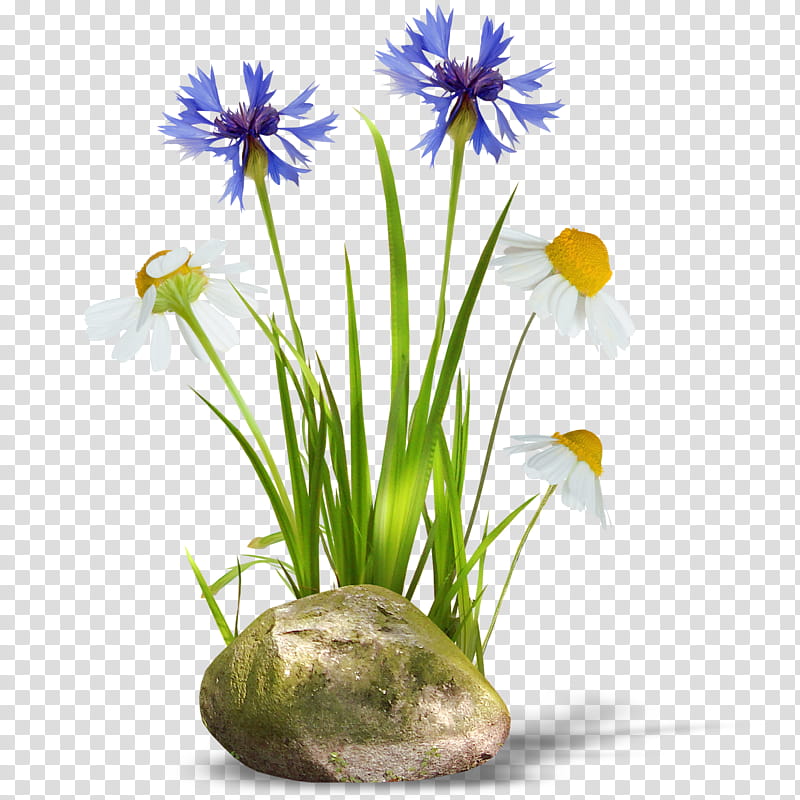 Grass, Orchids, Wildflower, Plants, Flowerpot, Daisy, Plant Stem transparent background PNG clipart