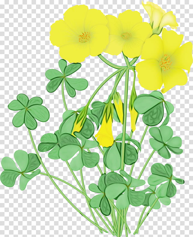 flower flowering plant plant yellow leaf, Watercolor, Paint, Wet Ink, Wood Sorrel Family, Creeping Wood Sorrel, Upright Yellow Sorrel, Petal transparent background PNG clipart