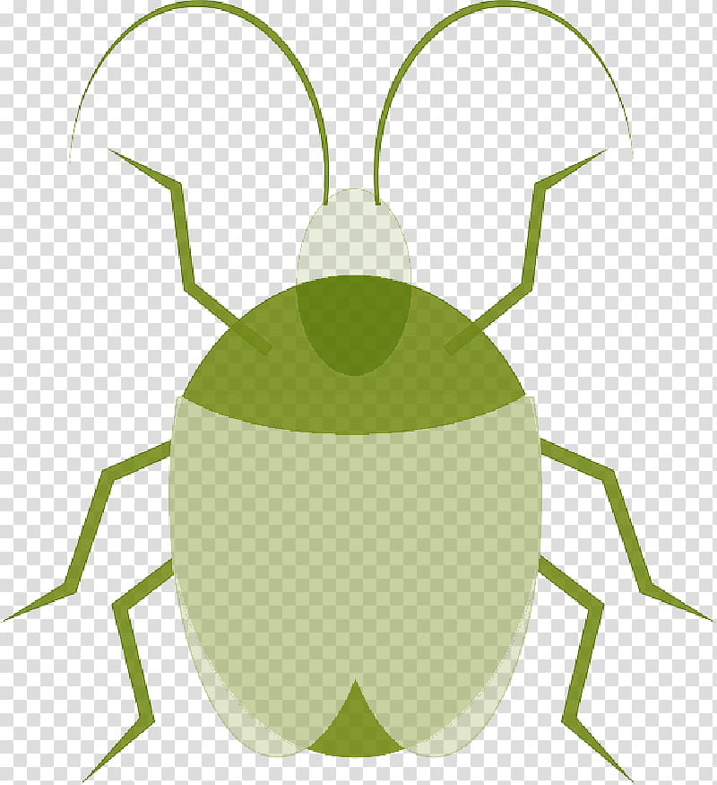 Ladybird, Beetle, Ladybird Beetle, Ranatra Linearis, Insect, Green, Pest, Ground Beetle transparent background PNG clipart