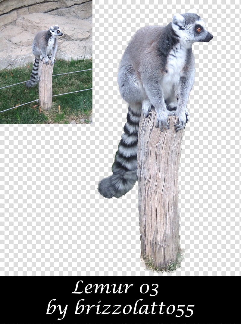 Lemur , ring tailed lemur sitting on wooden pole transparent background PNG clipart