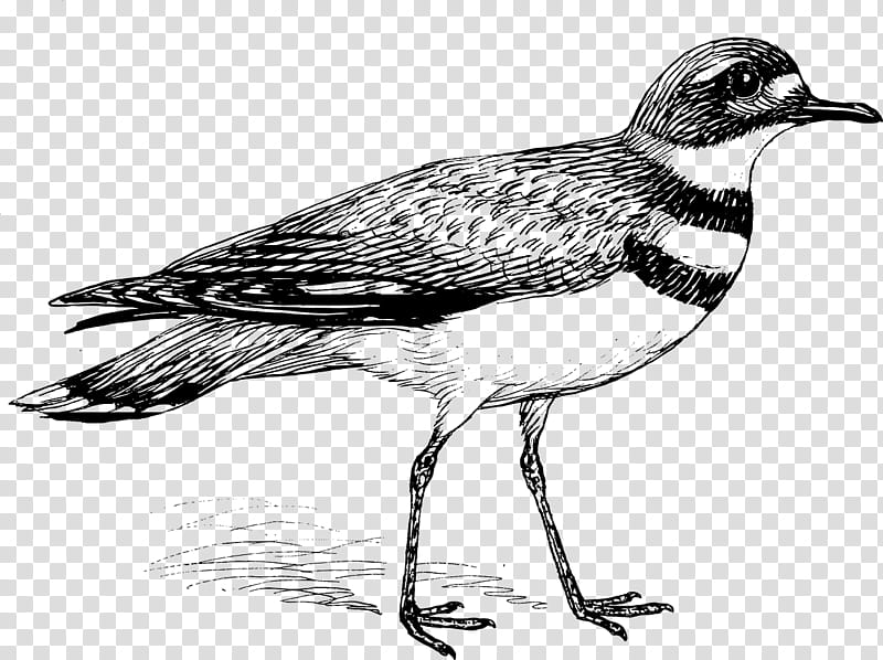 Cartoon Bird, Killdeer, Drawing, Wader, Beak, Shorebird, Ruddy Turnstone transparent background PNG clipart