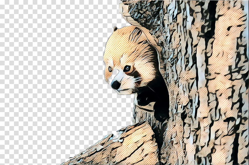 Tree Trunk, Raccoon, Red Panda, Giant Panda, Fur, Snout, Animal, Wildlife transparent background PNG clipart