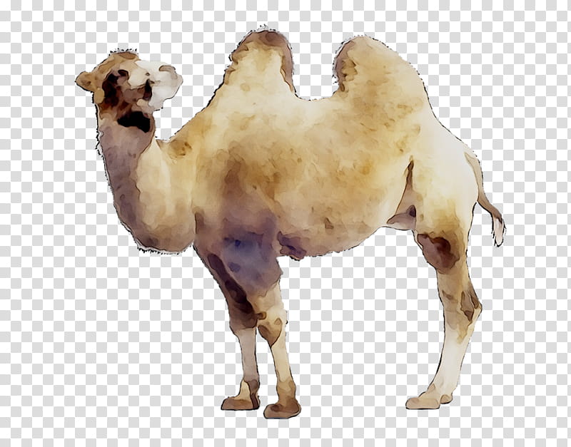 Drawing People, Dromedary, School
, Education
, Israel, Student, Culture, Jewish People transparent background PNG clipart
