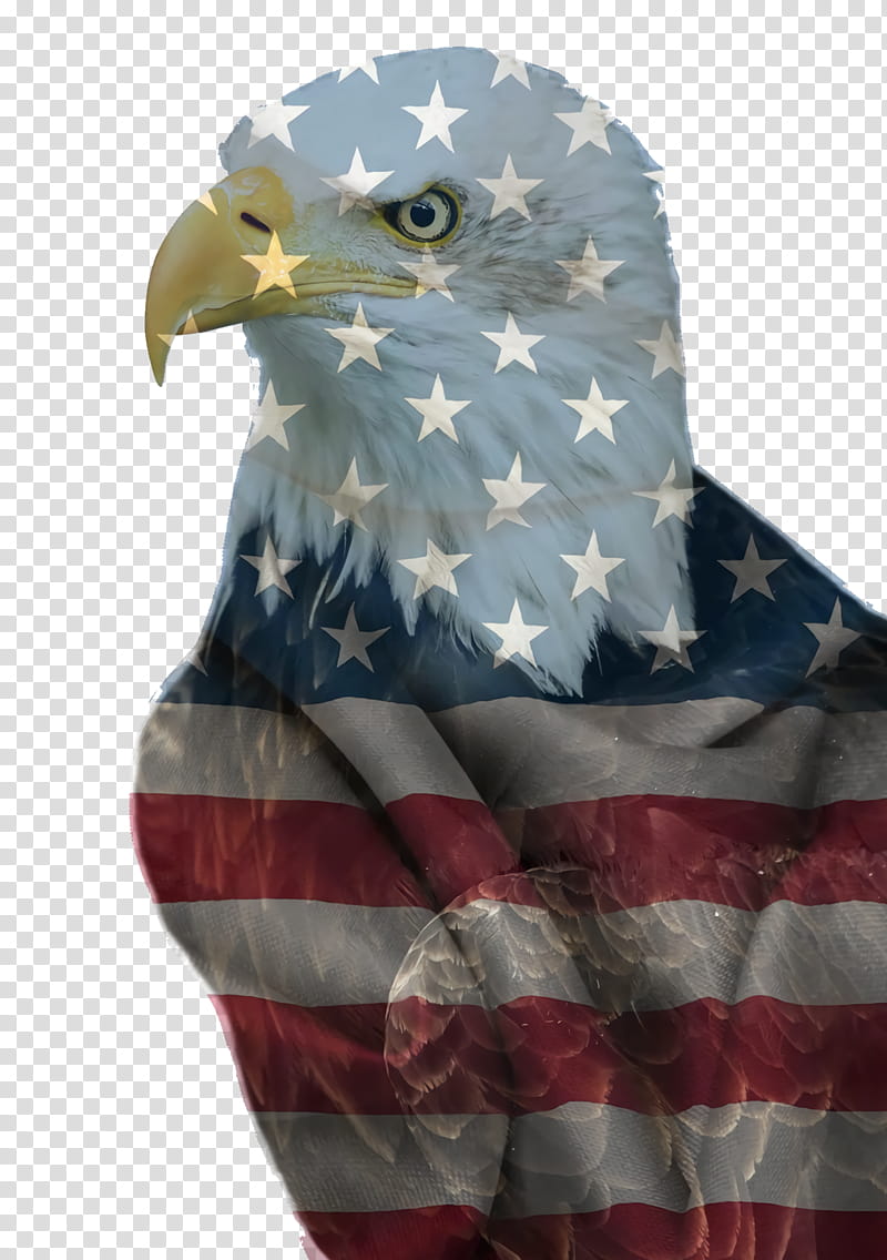 Fourth Of July, 4th Of July, Independence Day, American Flag, Eagle, Beak, Bald Eagle, Bird Of Prey transparent background PNG clipart