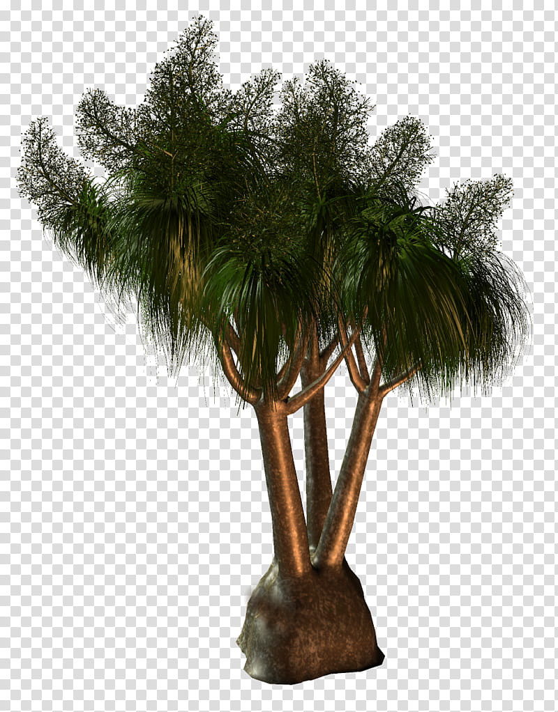 Palm Oil Tree, Palm Trees, Babassu, Houseplant, Flowerpot, Plants, Flyer, Branch transparent background PNG clipart