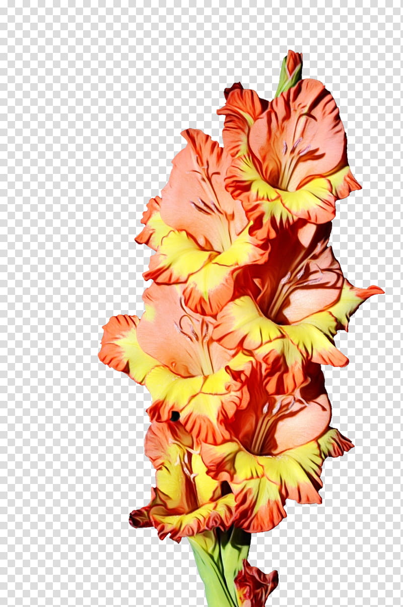 flower flowering plant cut flowers gladiolus plant, Watercolor, Paint, Wet Ink, Iris Family, Petal, Amaryllis Belladonna, Perennial Plant transparent background PNG clipart
