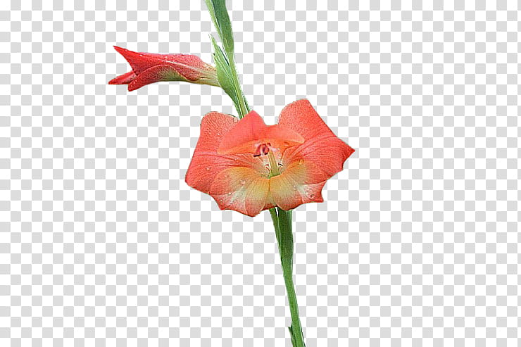 Flowers, Amaryllis, Jersey Lily, Cut Flowers, Gladiolus, Plant Stem, Bud, Belladonna transparent background PNG clipart