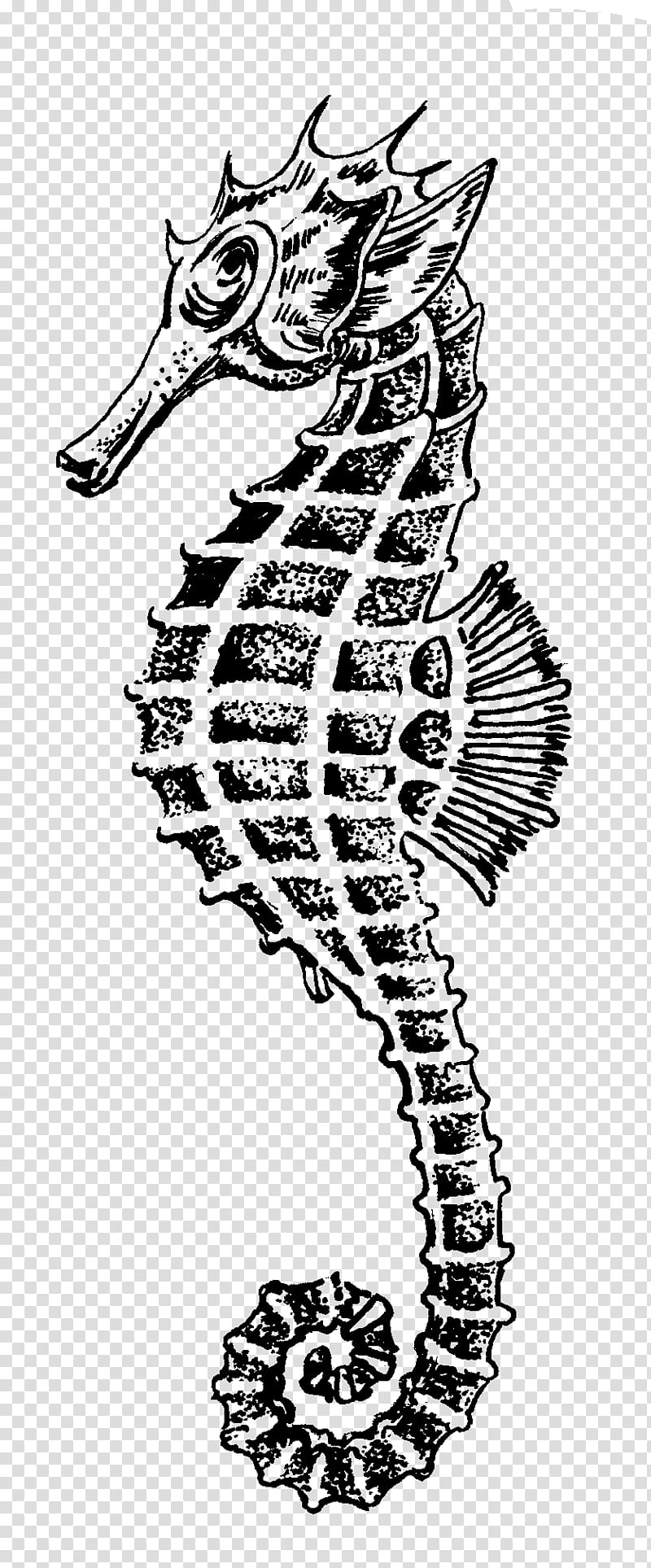 Background Poster, Drawing, Spiny Seahorse, Dwarf Seahorse, Line Art, Northern Seahorse, Fish, Neck transparent background PNG clipart