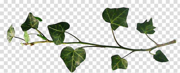 green plant close-up transparent background PNG clipart