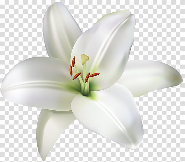 White Lily Flower, Madonna Lily, Pink Flowers, Water Lilies, Petal, Plant, Lily Family, Still Life transparent background PNG clipart