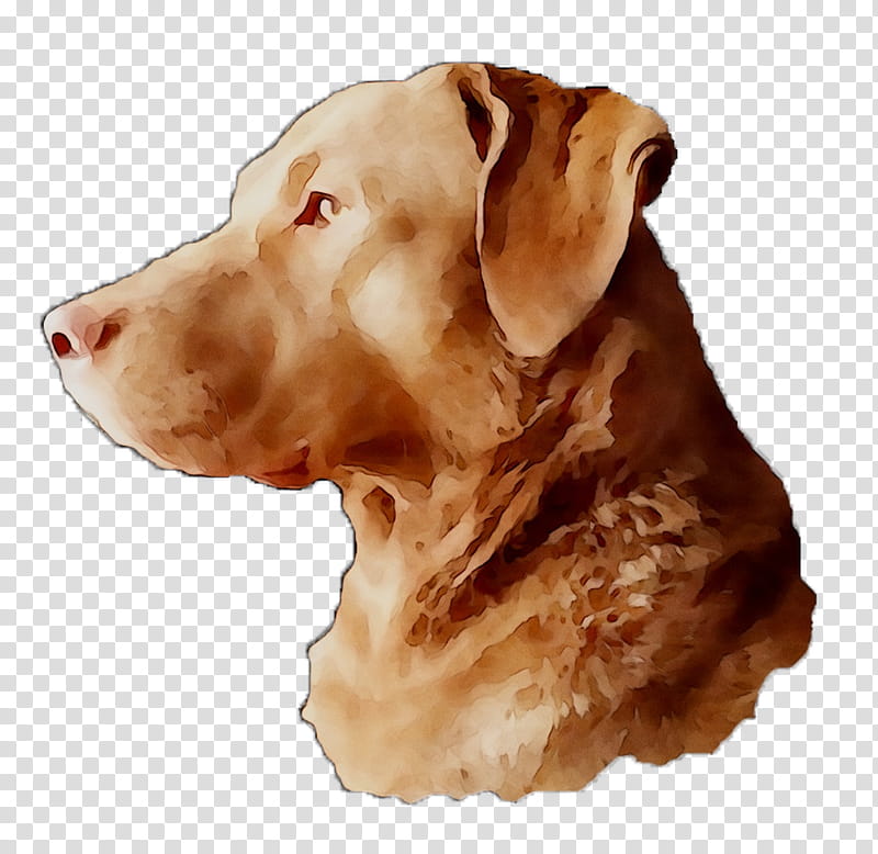 Golden Retriever, Labrador Retriever, Gun Dog, Snout, Breed, Sporting Group, Vizsla, Pointing Breed transparent background PNG clipart