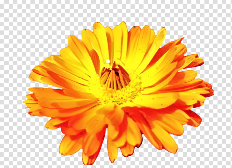 Drawing Of Family, Marigold, Blossom, Bloom, Flower, Flora, , Chrysanthemum transparent background PNG clipart