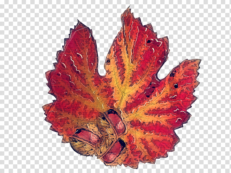 Autumn Leaf Blog Deciduous Season, Chestnut, Summer
, Red, Plant, Tree, Flower, Maple Leaf transparent background PNG clipart