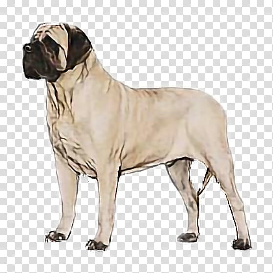 dog dog breed bullmastiff english mastiff american mastiff, Giant Dog Breed transparent background PNG clipart