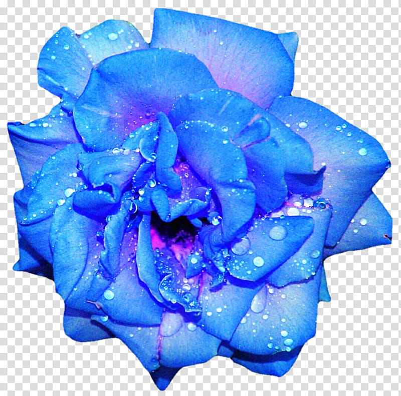 Garden Flowers, Rose, Periwinkle, Blue Rose, Garden Roses, Yellow, Cut Flowers, Blue Flower transparent background PNG clipart