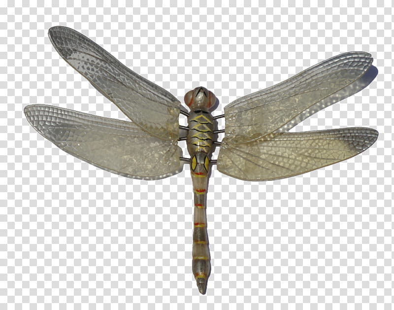 Metal, Dragonfly, Insect, Cartoon, Scarce Chaser, Odonata, Dragonflies And Damseflies, Netwinged Insects transparent background PNG clipart