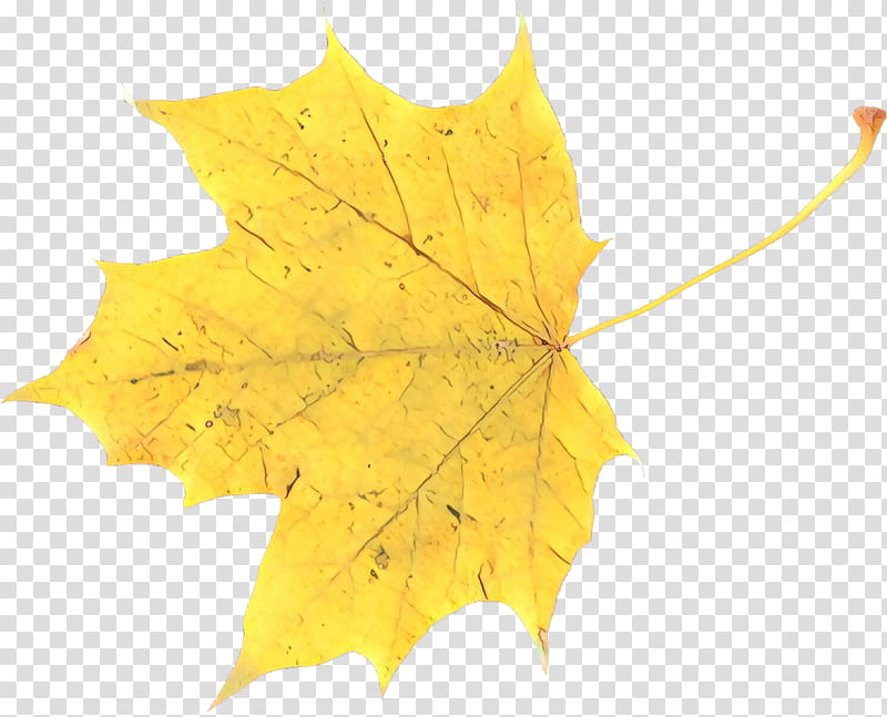 Family Tree, Maple Leaf, Plane Trees, Plane Tree Family, Black Maple, Yellow, Woody Plant, Planetree Family transparent background PNG clipart