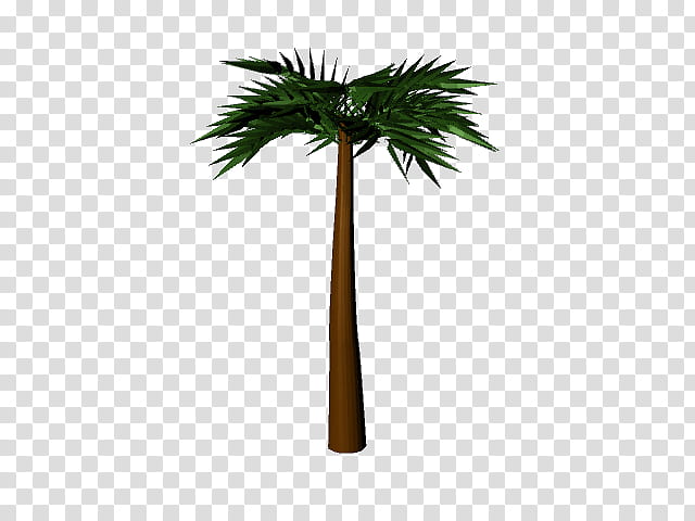 Palm Tree, Asian Palmyra Palm, Palm Trees, 3D Computer Graphics, 3D Modeling, Plants, Chamaerops Humilis, STL transparent background PNG clipart