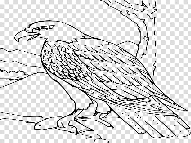 Book Black And White, Bald Eagle, Coloring Book, Drawing, Pencil, Line Art, Page, Harpy Eagle transparent background PNG clipart