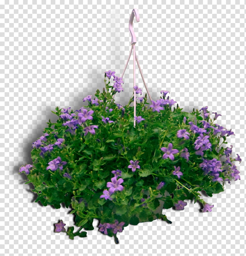 Lavender Flower, Vervain, Annual Plant, Herbaceous Plant, Cranesbill, Geraniums, Plants, Purple transparent background PNG clipart